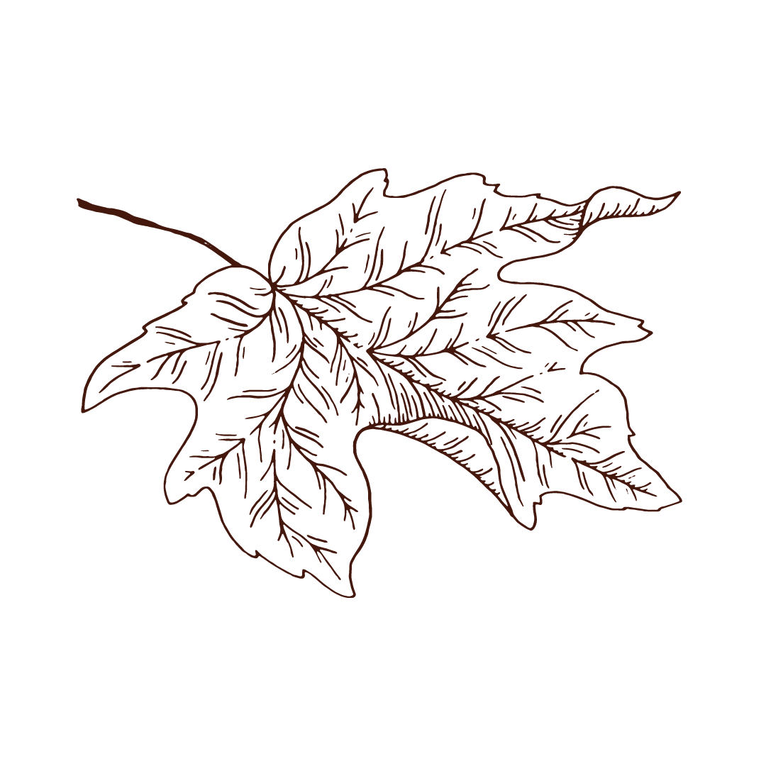 Podzimky-vlčata a světlušky